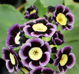 20 Seeds Per Pack - Tricolor Mariandl Flower