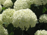 20 Seeds Per Pack Hydrangea Flower Seeds - 5 Colors Available