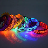 Safety 2x LED Dog Collar + Leash + Tag Ultimate Complete Set