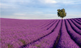 200 Seeds Per Pack - French Provence Lavender