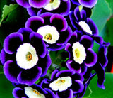 20 Seeds Per Pack - Tricolor Mariandl Flower