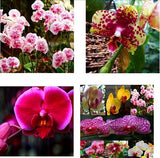 40 Seeds Per Pack - Butterfly Orchid Bonsai Flowers